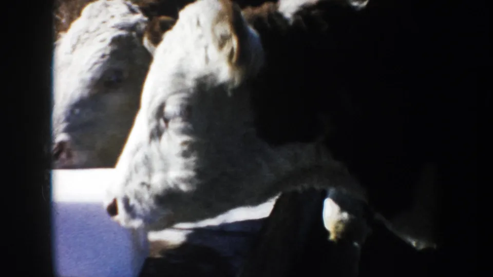 Two calves appear near the white block, one close to the lens, in grainy 1953 South Dakota farm footage.