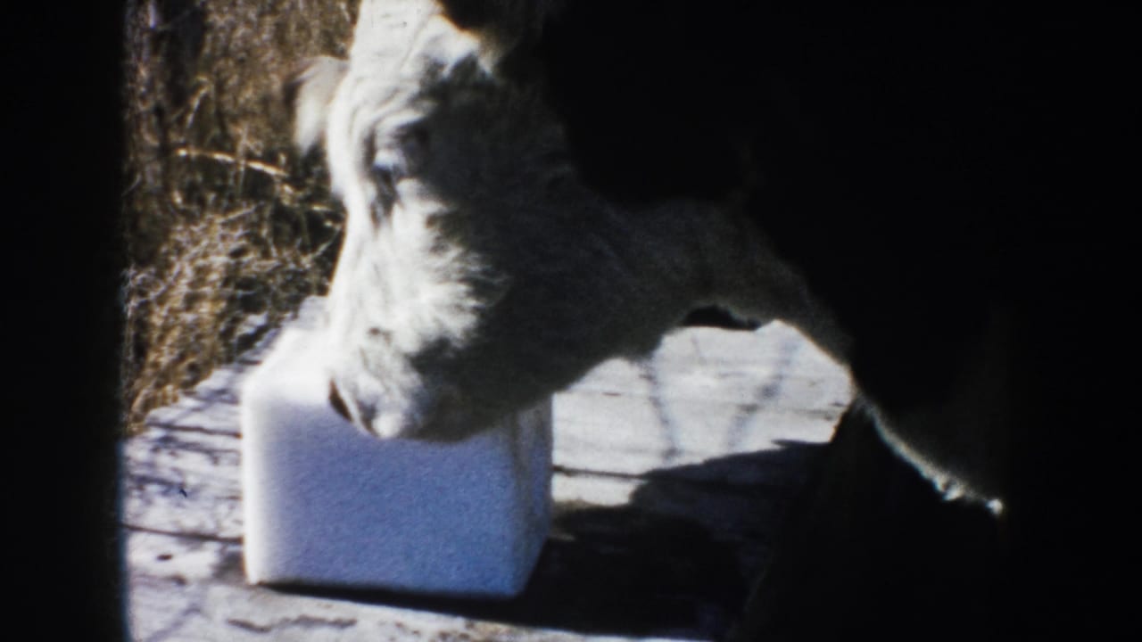 The calf turns beside the white block on a rural wooden surface, framed by bright light and heavy shadow.