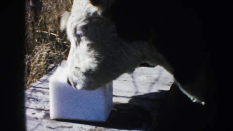 The calf turns beside the white block on a rural wooden surface, framed by bright light and heavy shadow.