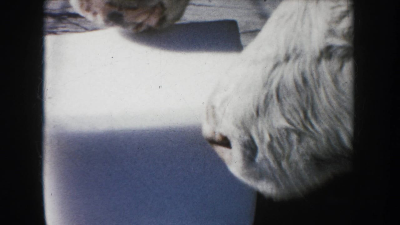 1953 South Dakota 8mm frame showing a white cow in close-up with its snout near a salt block on a farm surface.