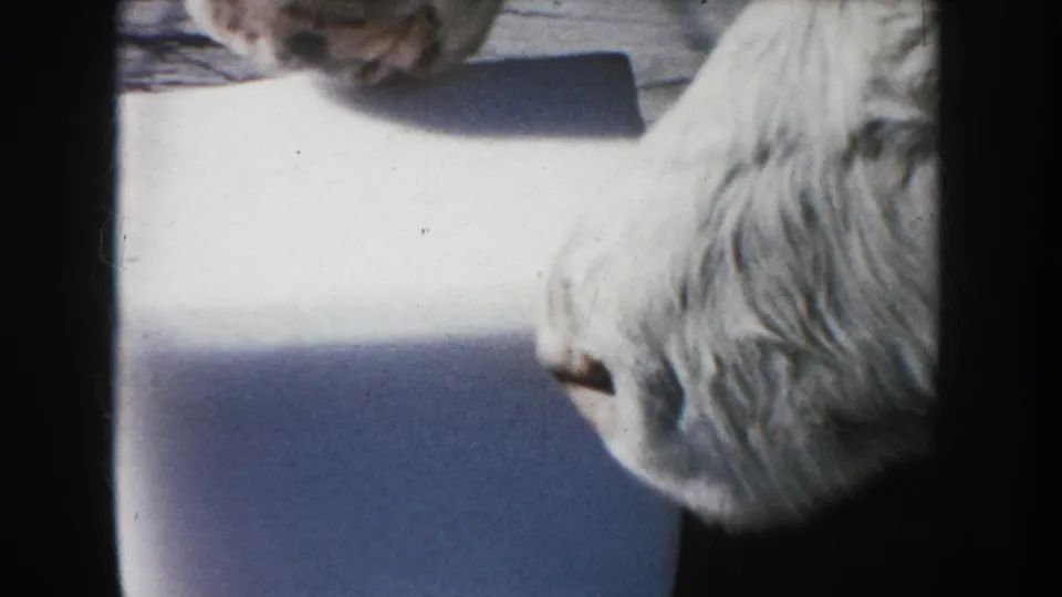 1953 South Dakota 8mm frame showing a white cow in close-up with its snout near a salt block on a farm surface.