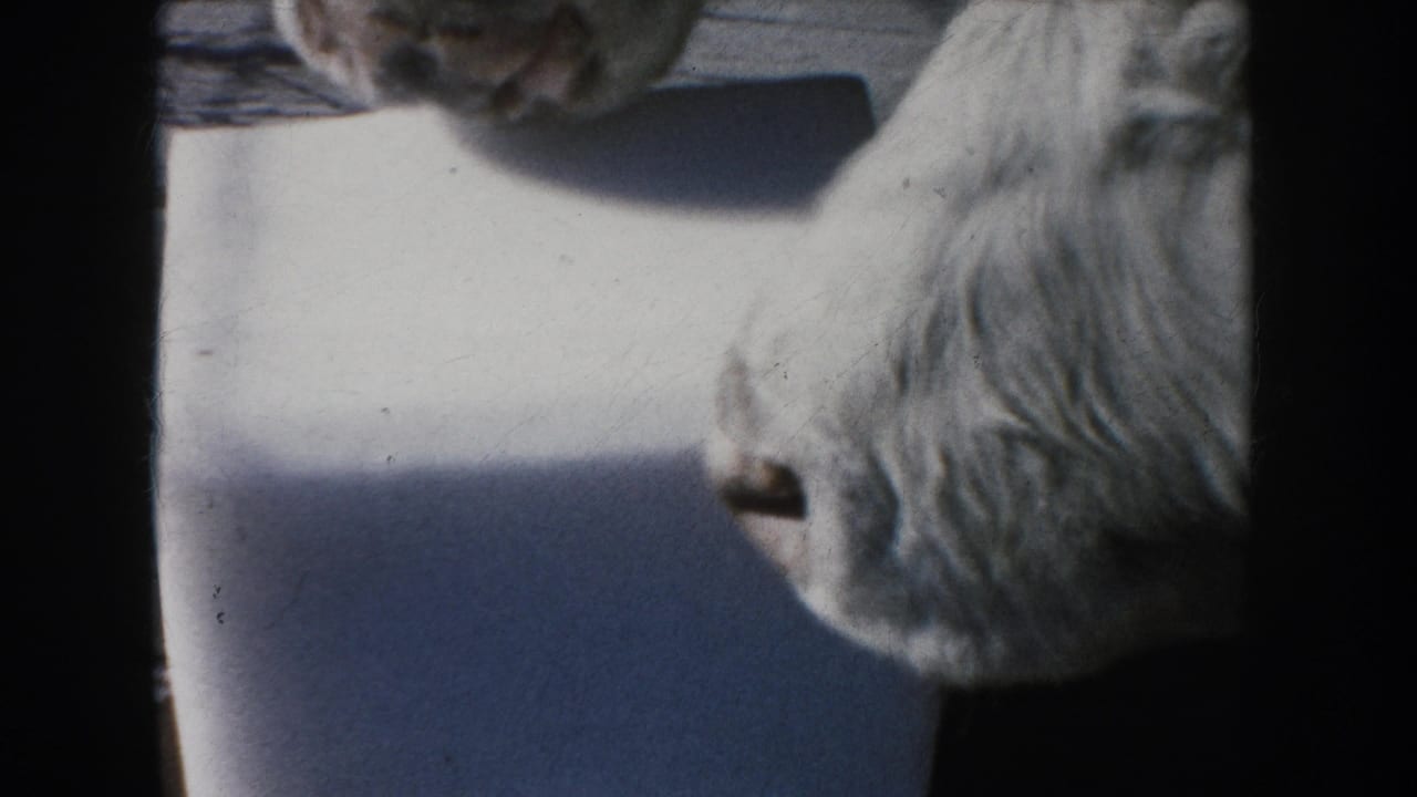 Close 8mm view of a white cow licking or nosing a salt block, consistent with the 1953 South Dakota farm metadata.