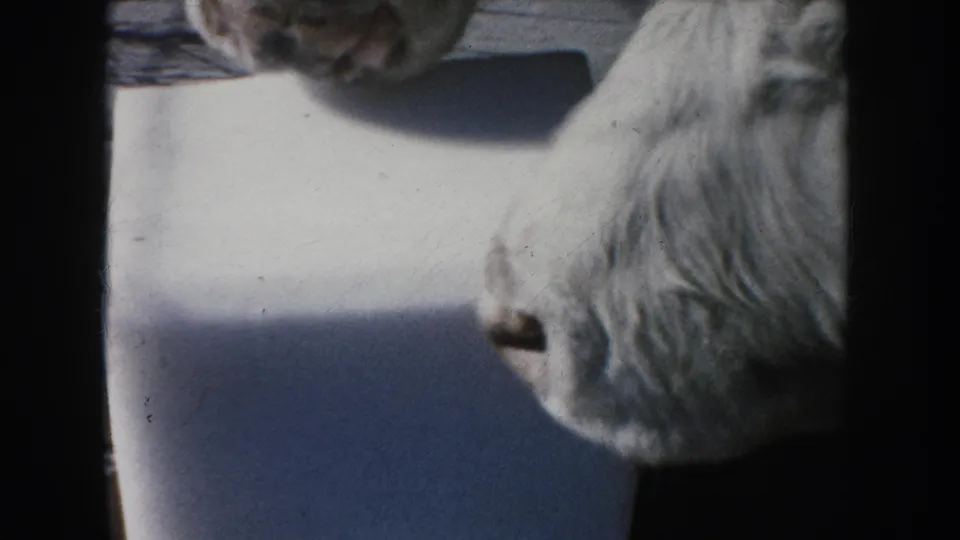 Close 8mm view of a white cow licking or nosing a salt block, consistent with the 1953 South Dakota farm metadata.