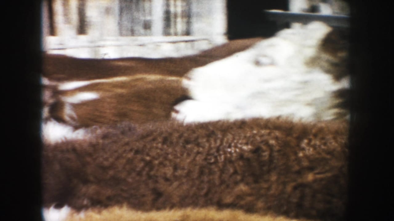 White-faced cattle pressed together beside a dark wooden fence.