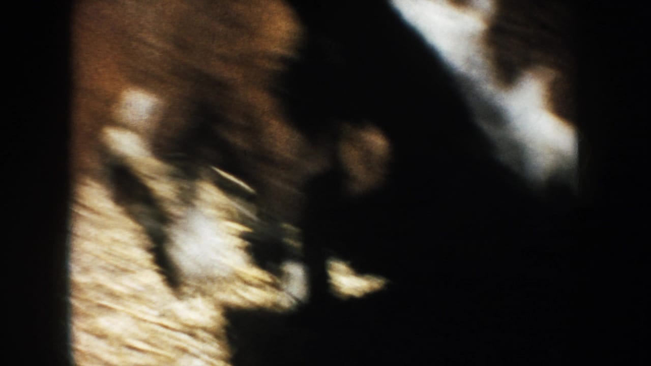 Close, shadowed 8mm view of cattle packed tightly over straw or hay in the South Dakota farm enclosure.