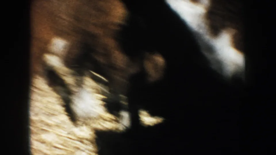 Close, shadowed 8mm view of cattle packed tightly over straw or hay in the South Dakota farm enclosure.