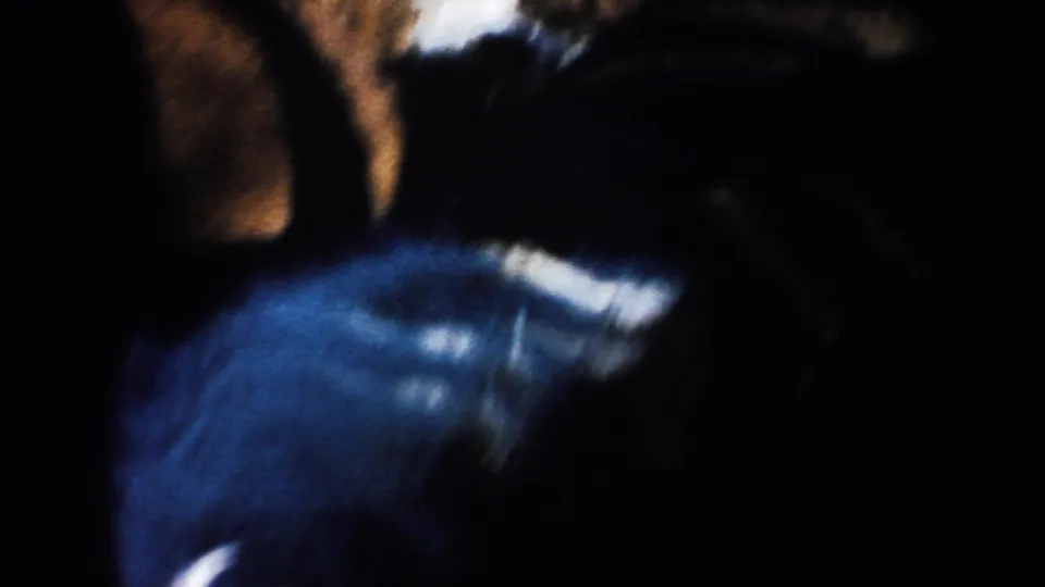 A blurred 1953 8mm frame shows cattle moving close to the camera inside the crowded farm pen.