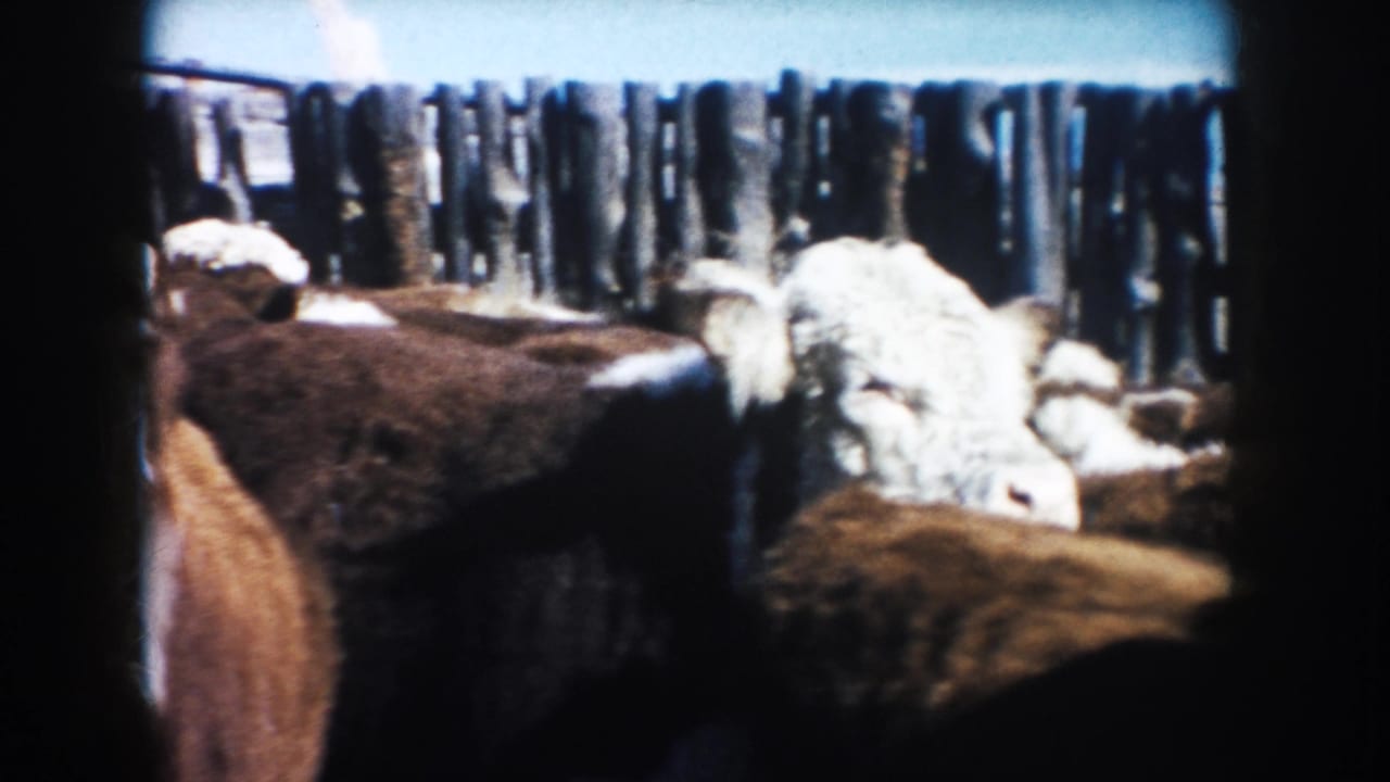 1953 South Dakota home-movie frame with brown and white cattle gathered tightly before a rough wooden fence.