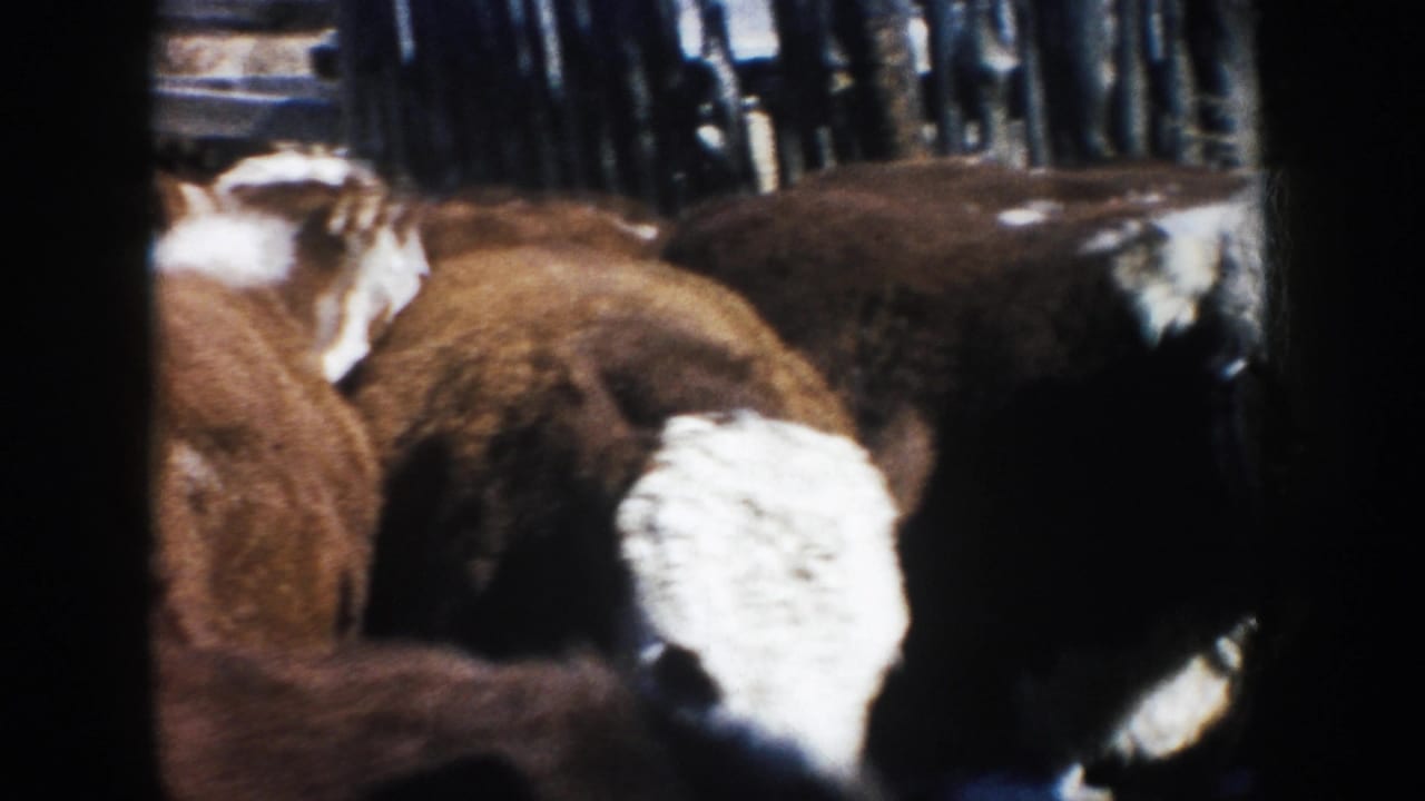 Brown and white cattle clustered beside a dark corral opening.
