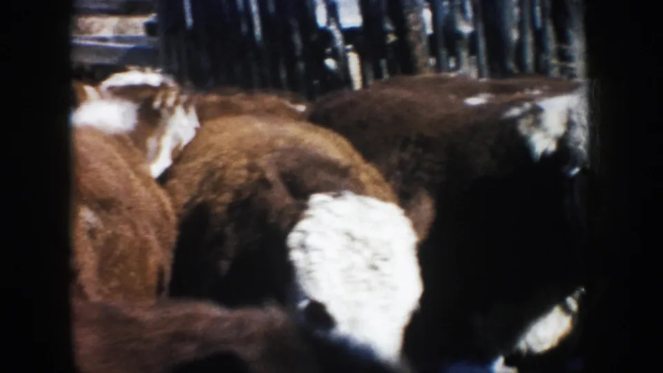 1953 South Dakota 8mm frame showing brown and white cattle gathered close together near a wooden farm enclosure.