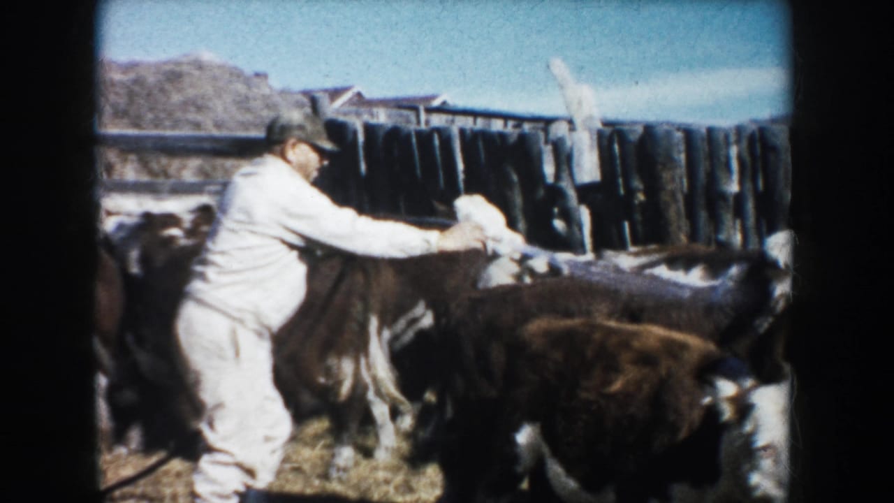 A farmer in light work clothes and cap uses a hose on brown and white cattle in a fenced farm pen, consistent with the supplied South Dakota setting.