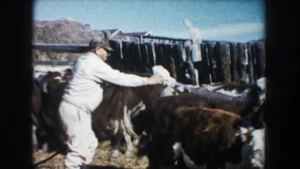 A farmer in light work clothes and cap uses a hose on brown and white cattle in a fenced farm pen, consistent with the supplied South Dakota setting.