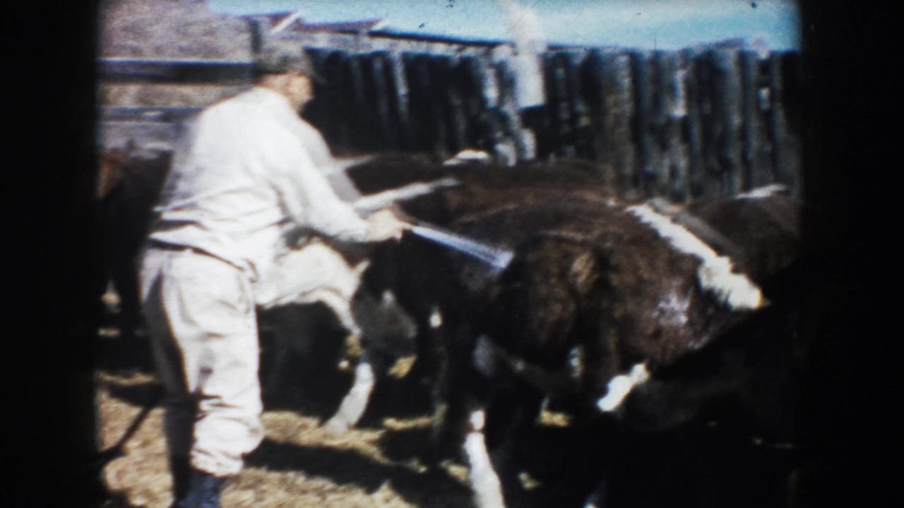 The farmer, viewed from behind, directs a hose across several brown and white cattle gathered near rough wooden fencing on the farm.