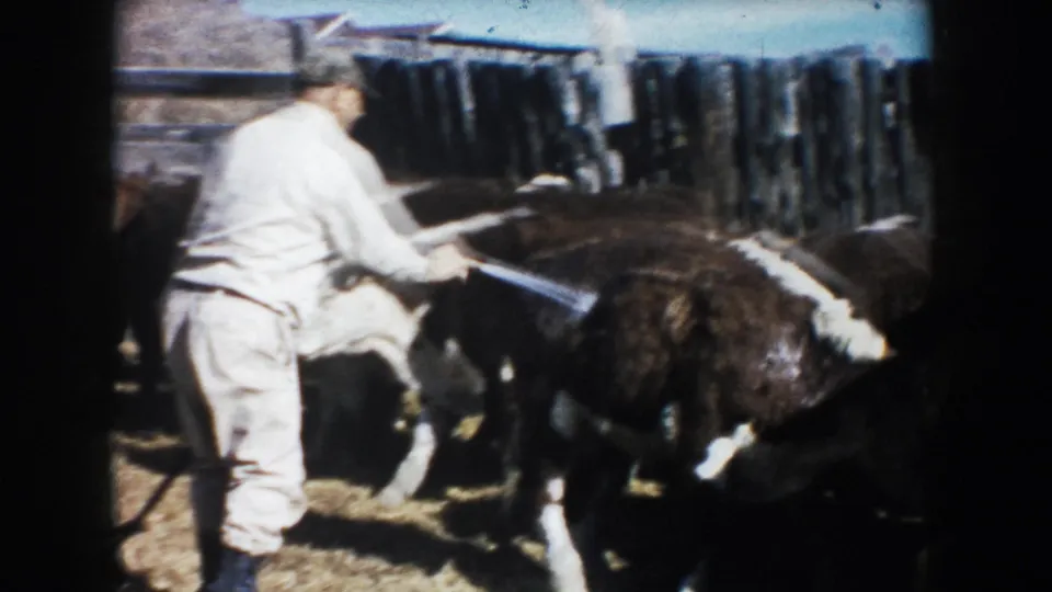 The farmer, viewed from behind, directs a hose across several brown and white cattle gathered near rough wooden fencing on the farm.
