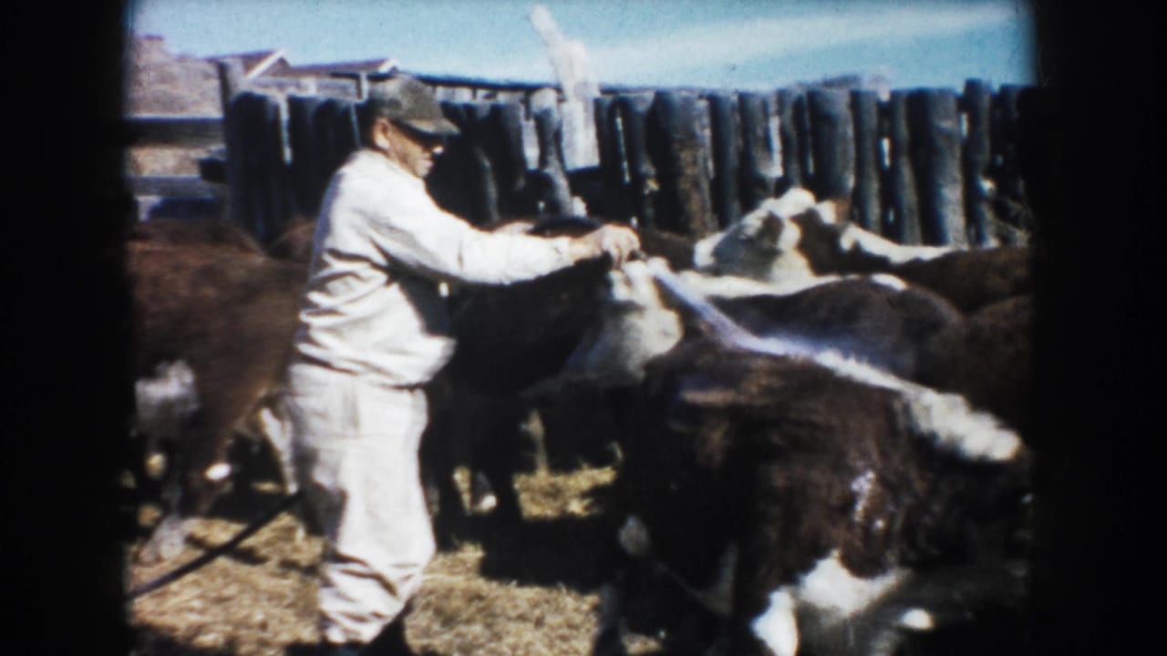 A farmer in a light jumpsuit and cap holds a hose while brown and white cattle cluster around him in a fenced South Dakota farmyard.