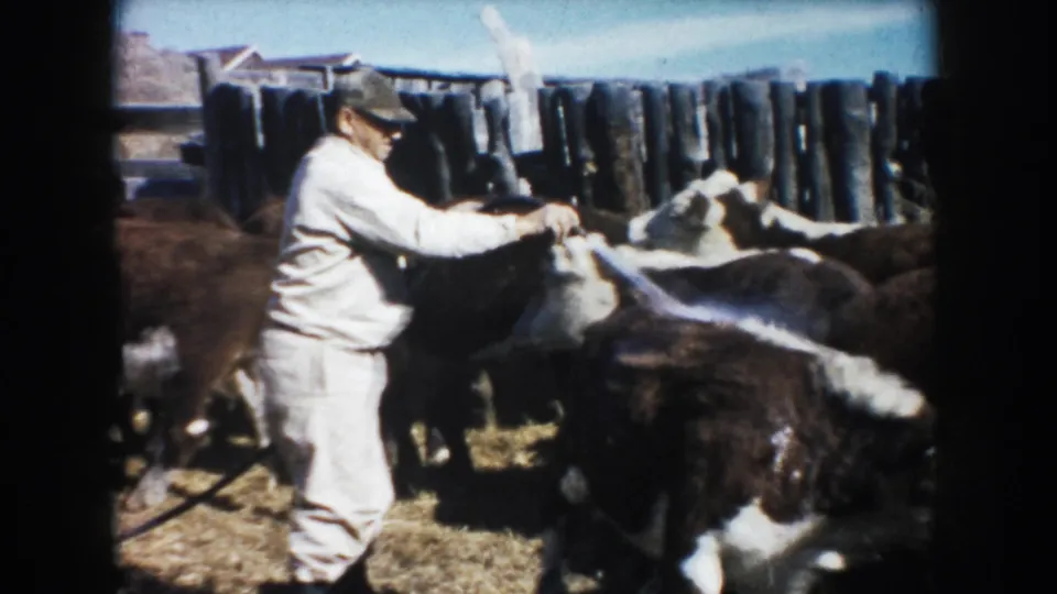 A farmer in a light jumpsuit and cap holds a hose while brown and white cattle cluster around him in a fenced South Dakota farmyard.