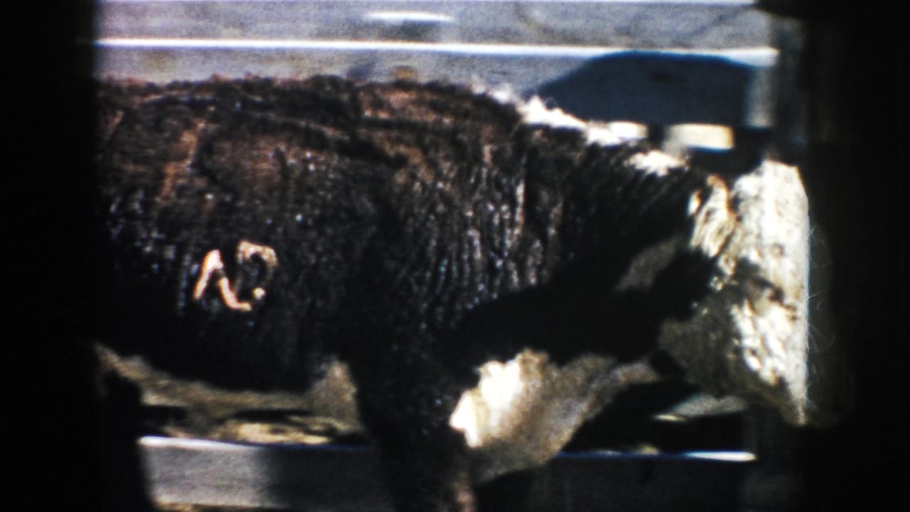 Brown-black and white cow moves through a wooden pen in this 1953 South Dakota farm home-movie frame.