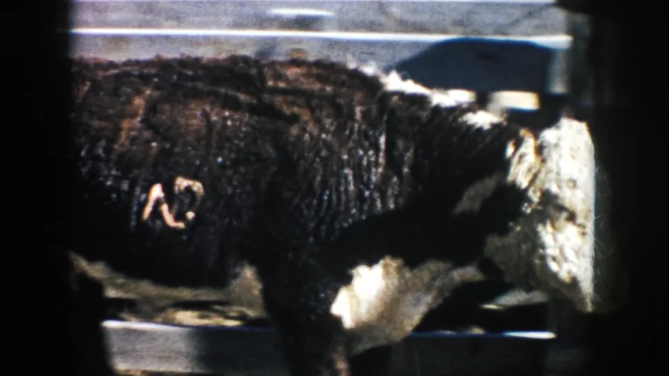 Brown-black and white cow moves through a wooden pen in this 1953 South Dakota farm home-movie frame.