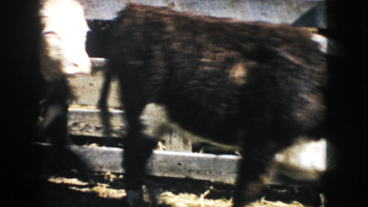 A dark brown and white cow or calf passes close across the 8mm frame in a wooden South Dakota farm pen.