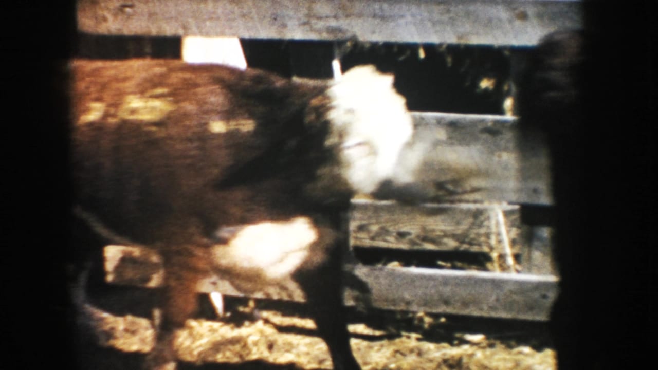 Brown and white calf walks through a fenced South Dakota farm pen, with straw on the ground and 8mm film vignetting at the edge.