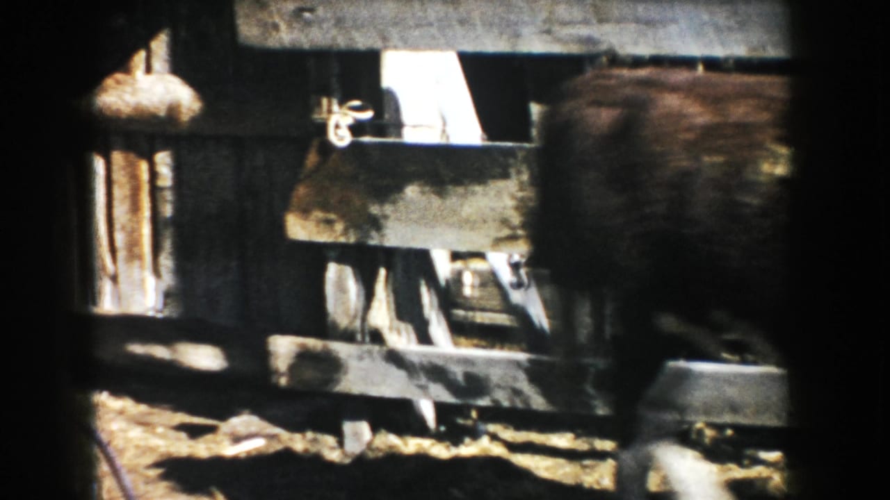 Weathered ranch gate and fencing with a cattle body partly visible behind the rails.