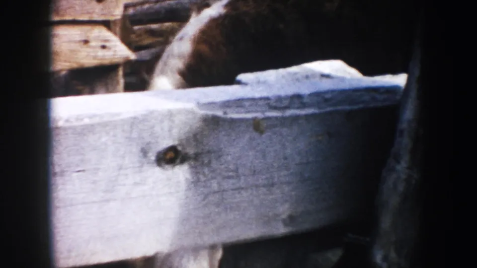 Close 8mm view of ranch fencing with cattle passing behind a pale wooden rail.