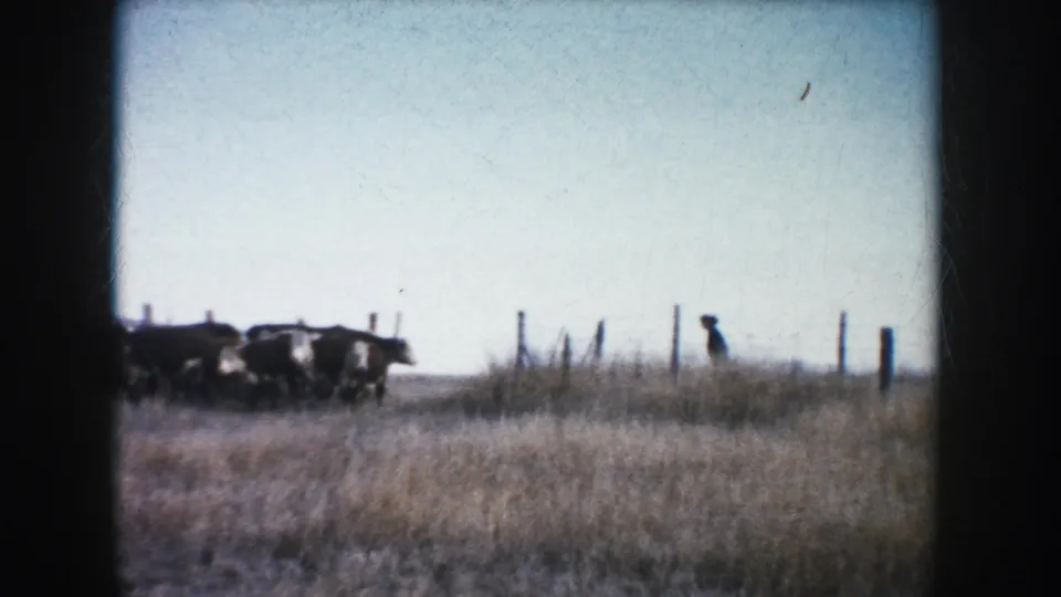 Wide South Dakota ranch view with cattle moving through dry grass near fence posts beneath a bright sky.