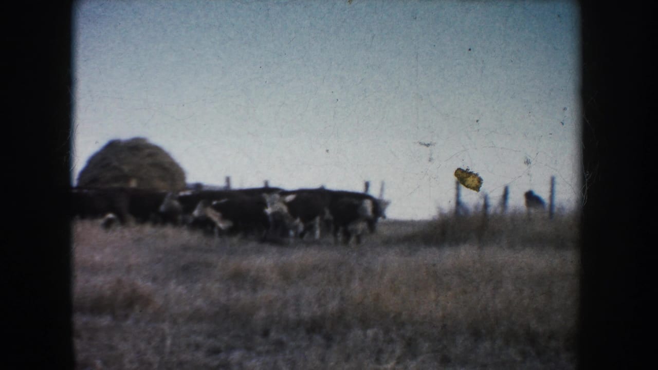 1953 South Dakota 8mm frame showing cattle in a dry field near fence posts and a haystack or hay bale.