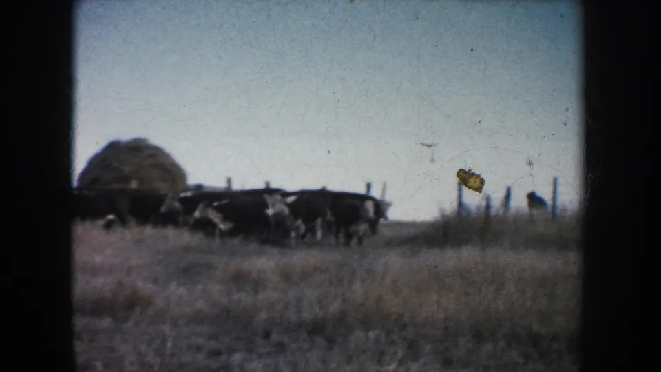 1953 South Dakota 8mm frame showing cattle in a dry field near fence posts and a haystack or hay bale.