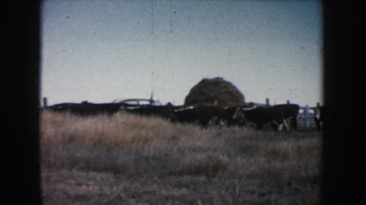 A line of cattle crosses a dry field with a haystack behind them.
