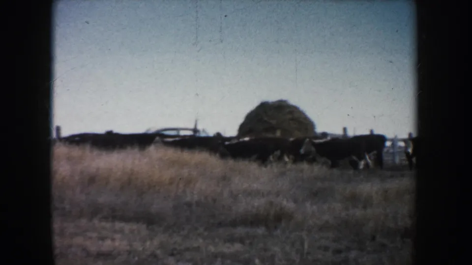 Cattle move across a South Dakota farm field in a faded 1953 8mm home-movie frame.
