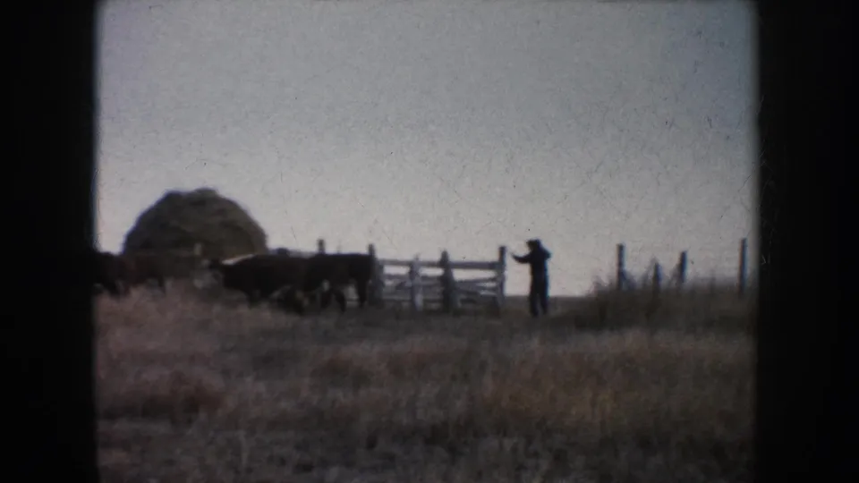 A distant farmer directs cattle near a gate and haystack in 1953 South Dakota farm home-movie footage.
