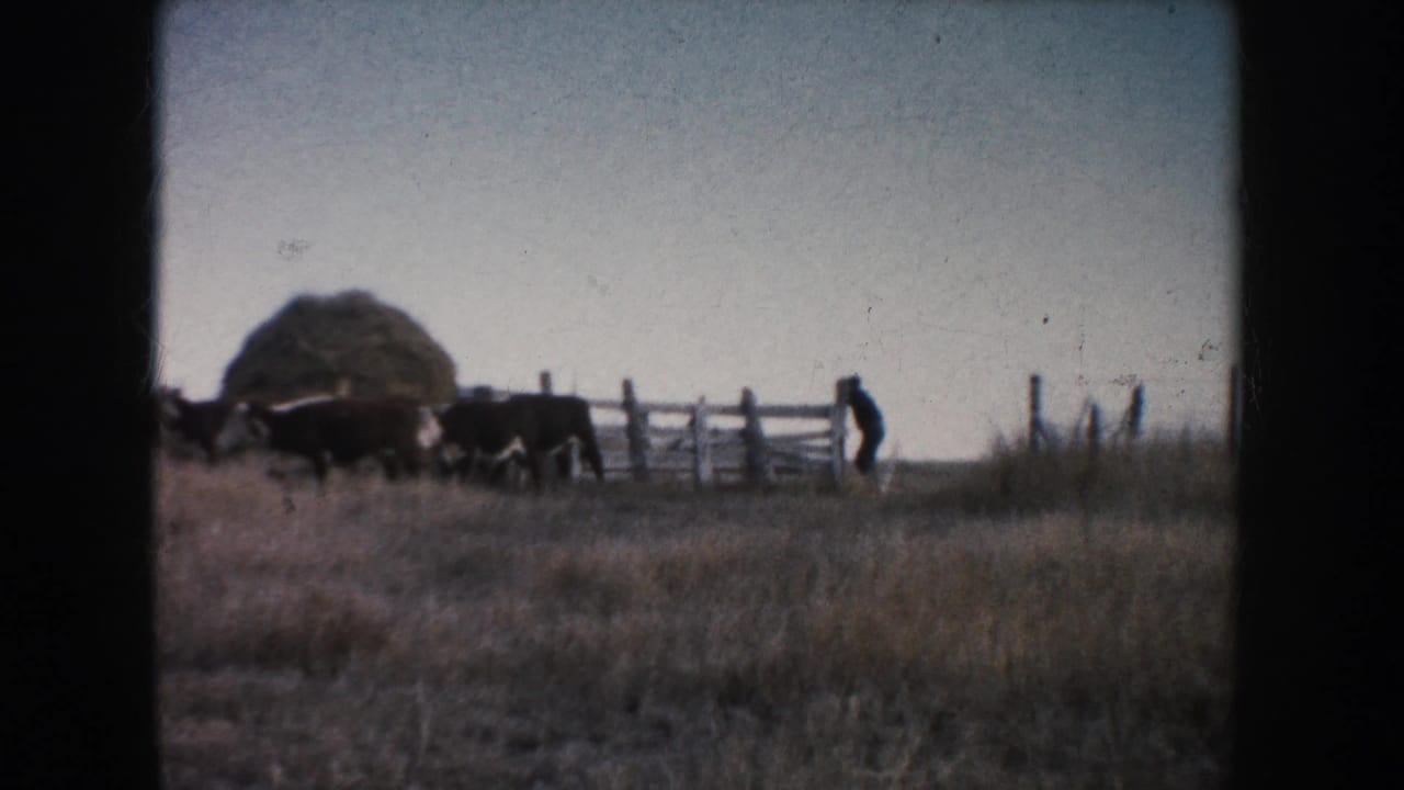1953 South Dakota 8mm frame showing cattle by a wooden fence and hay bale, with a farmer-like figure in a dry open field.