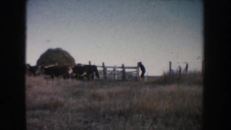 1953 South Dakota 8mm frame showing cattle by a wooden fence and hay bale, with a farmer-like figure in a dry open field.