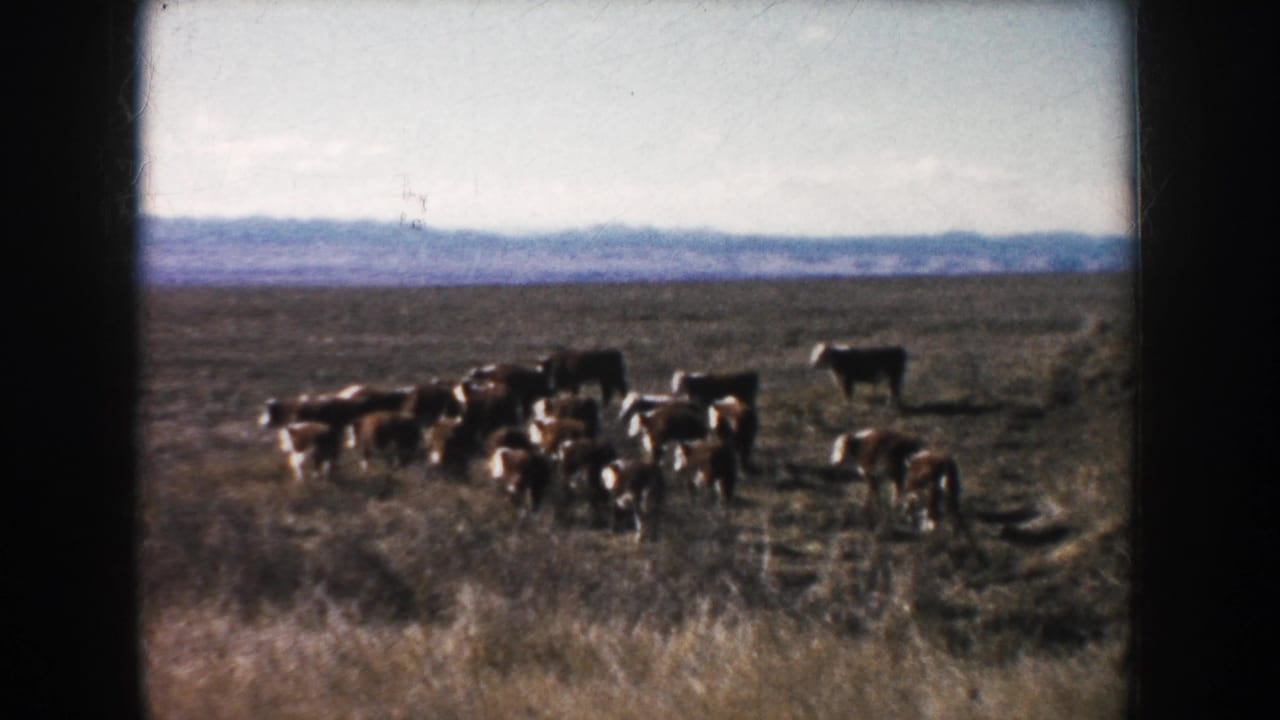 Small herd of cattle spread across a dry field with low hills in the distance.