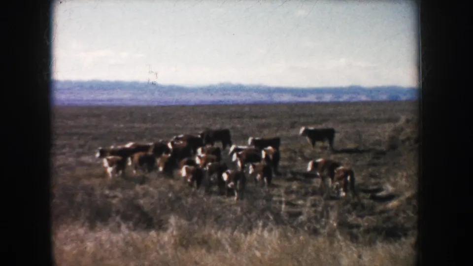 Hereford cattle move through a tan South Dakota field under a pale sky, with distant hills across the horizon.
