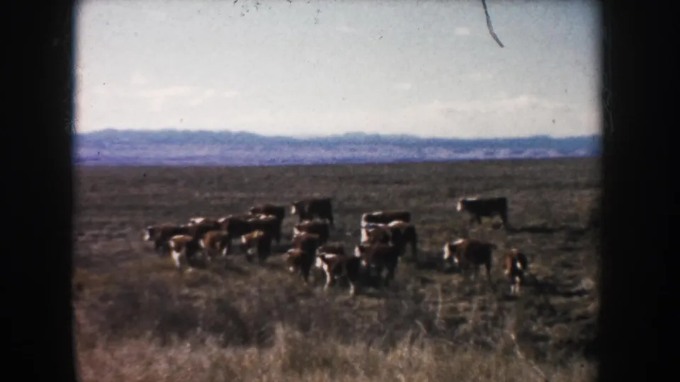 1953 South Dakota home-movie frame of Hereford cattle grouped in a broad, dry field with a low hill line in the distance.