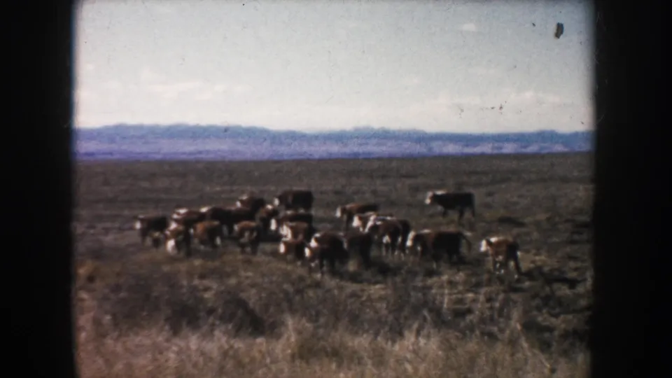 Hereford cattle stand and walk through a tan South Dakota field, with one cow apart from the group and hills behind them.