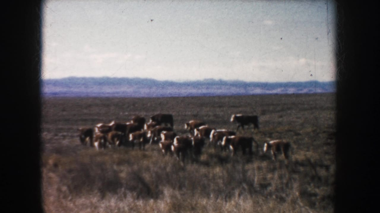 Small herd of cattle crossing dry grassland with distant hills behind them.