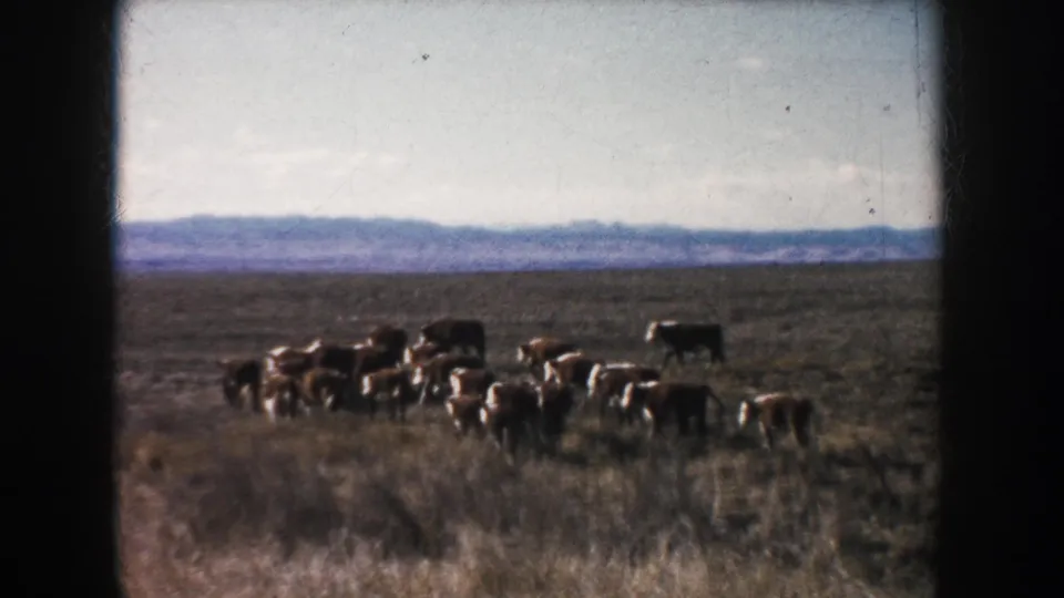 1953 South Dakota 8mm frame showing brown and white cattle moving across open grassland under a pale sky.