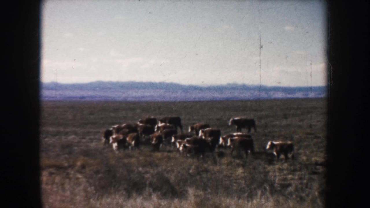 Cattle clustered on open plain with hazy hills and sky in the background.