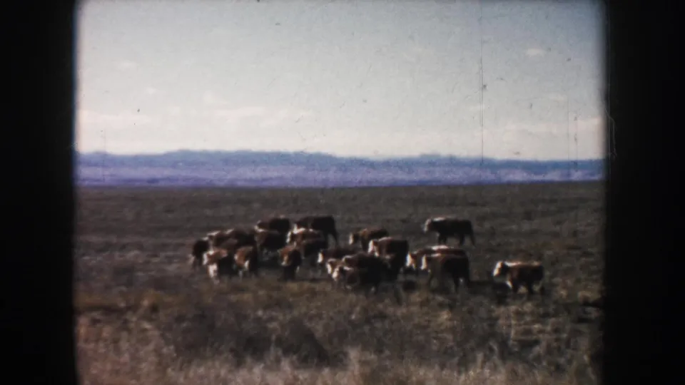 A 1953 South Dakota home-movie frame shows cattle gathered on a dry plain with distant blue hills.