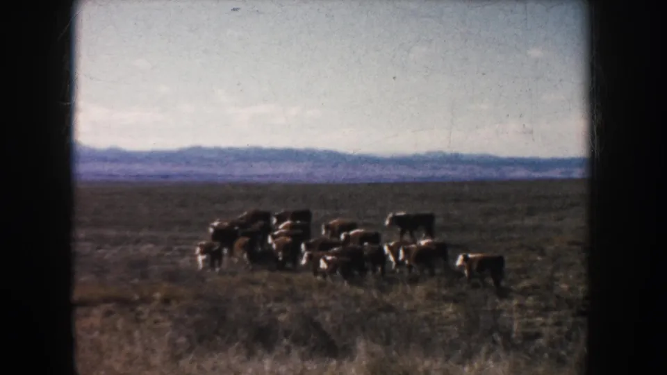 Brown and white cattle pass through South Dakota grassland in a soft 8mm frame dated by metadata to 1953.