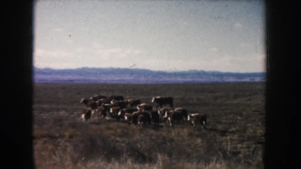 A small herd crosses open South Dakota grassland, with soft color and dark 8mm frame borders visible.
