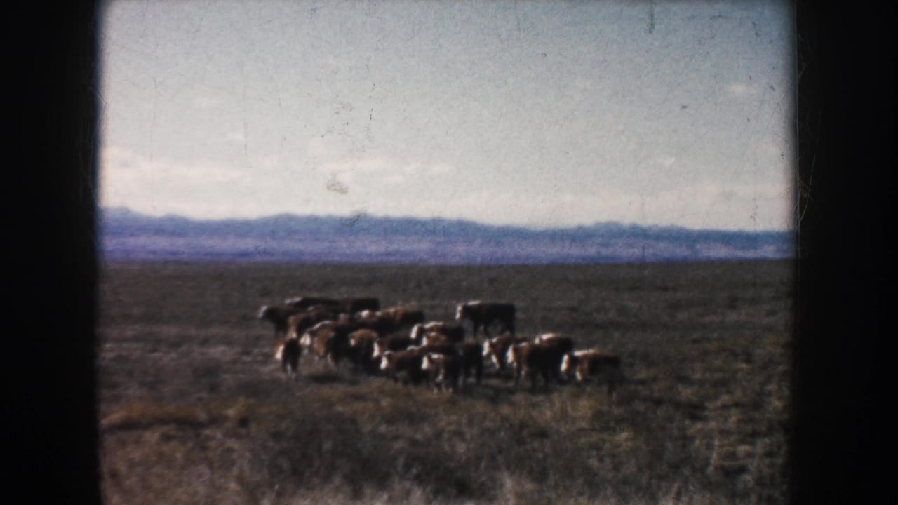 Small herd of cattle crossing dry grassland under a pale sky.