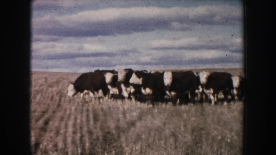 A closer view of brown-and-white cattle grazing or walking through dry South Dakota grassland, with layered clouds above.