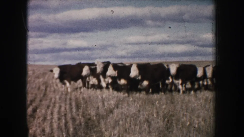 The herd remains grouped in a dry prairie field, recorded in soft 8mm color with the horizon low in the frame.
