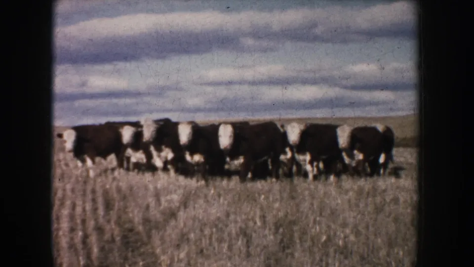Brown-and-white cattle stretch across the frame on South Dakota prairie, with dry grass and a broad clouded sky visible.