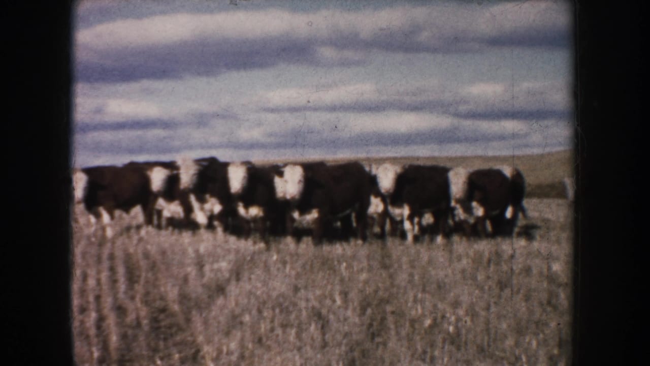A small herd of black-and-white cattle gathers in a South Dakota pasture in 1953, seen through soft 8mm home-movie grain.
