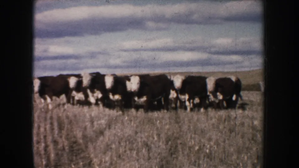 A small herd of black-and-white cattle gathers in a South Dakota pasture in 1953, seen through soft 8mm home-movie grain.